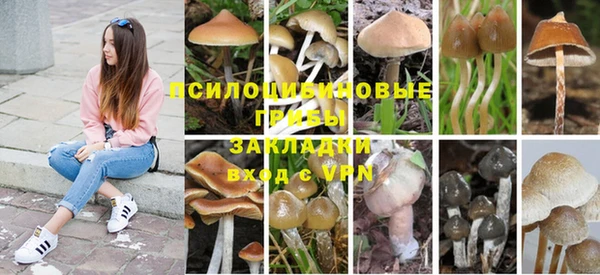 прущие грибы Балабаново